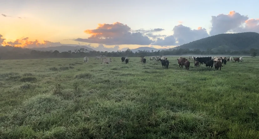 Additional image 6 of Mount Ossa QLD 4741