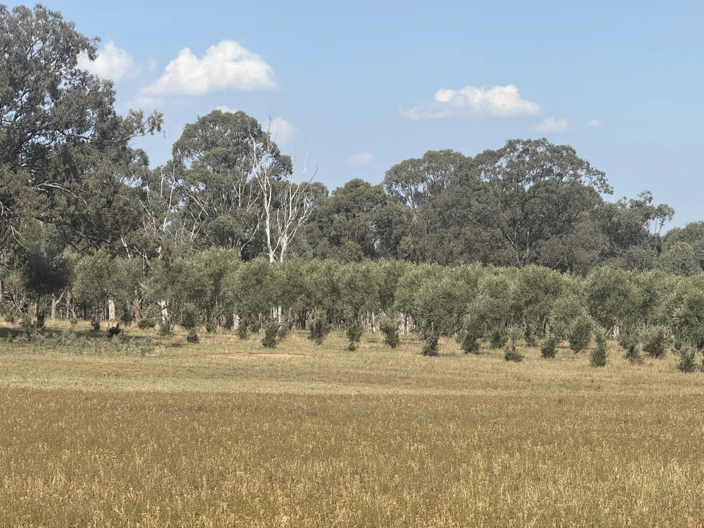 Additional image 52 of 207 Redmanvale Road, Jerrys Plains NSW 2330