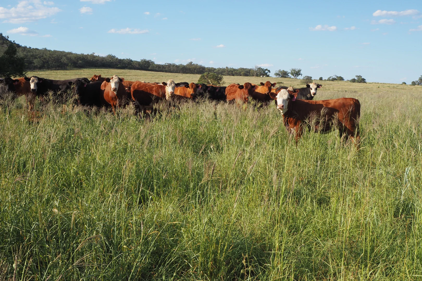 Additional image 34 of 1676 Willala Road, Boggabri NSW 2382