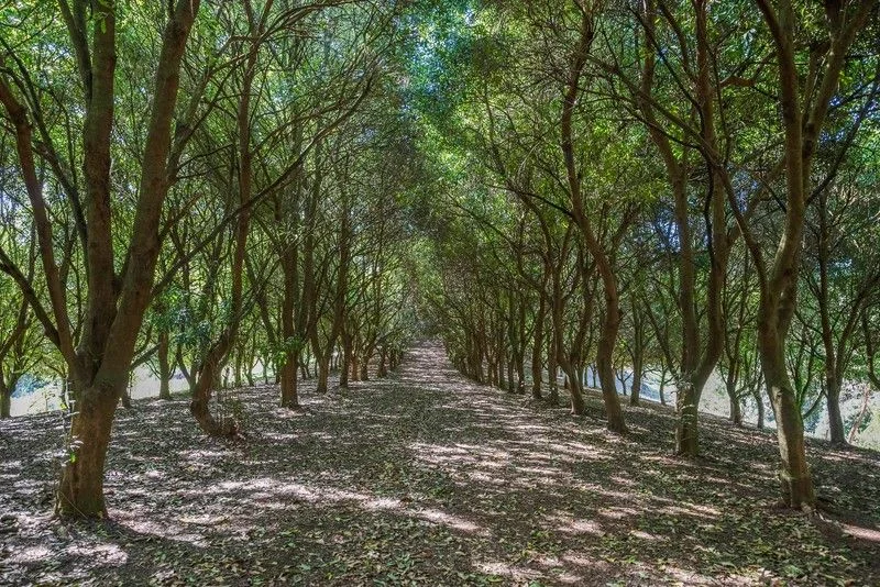 Additional image 23 of 412 Repentance Creek Road, Repentance Creek NSW 2480