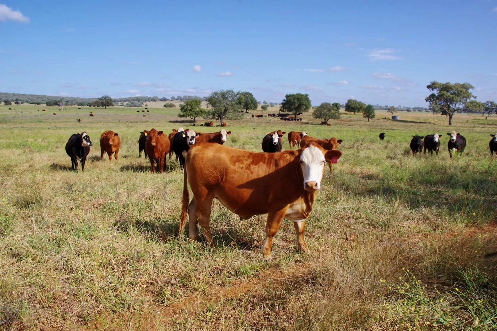 Additional image 26 of 1676 Willala Road, Boggabri NSW 2382