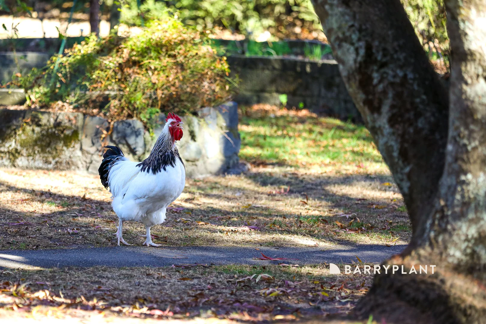 Additional image 27 of 28 Roches Road, Trafalgar VIC 3824