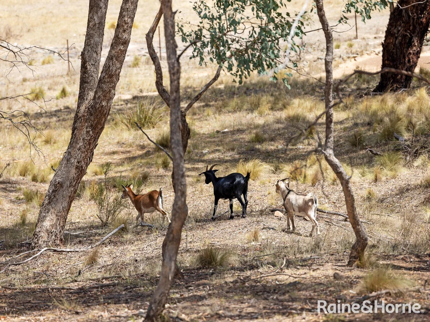 Additional image 8 of 3015 Turondale Road, Turondale NSW 2795