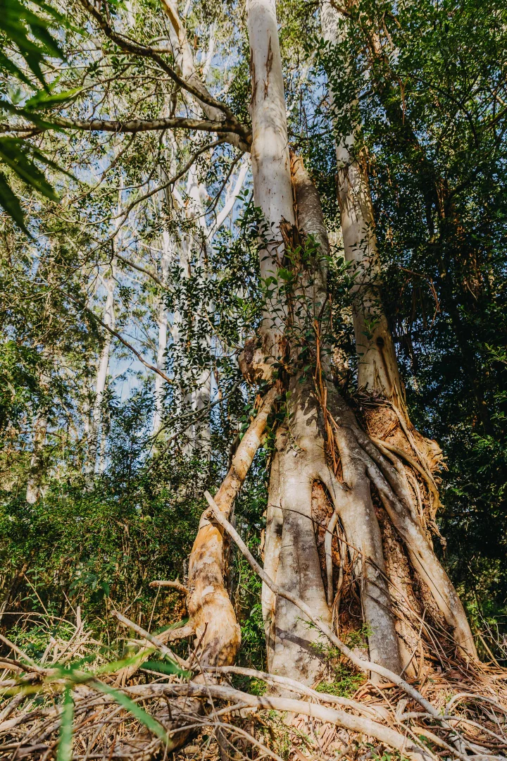 Additional image 3 of 23 Uffington Road, Duns Creek NSW 2321