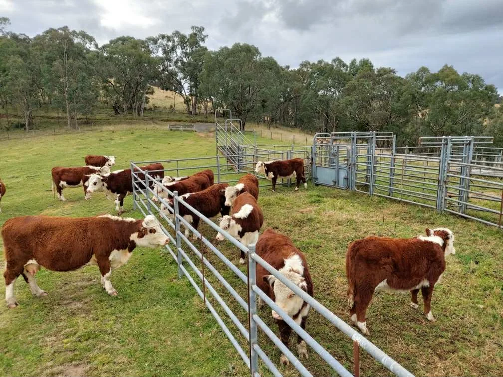 Additional image 2 of 317 Ambyne Road, Deddick Valley VIC 3888