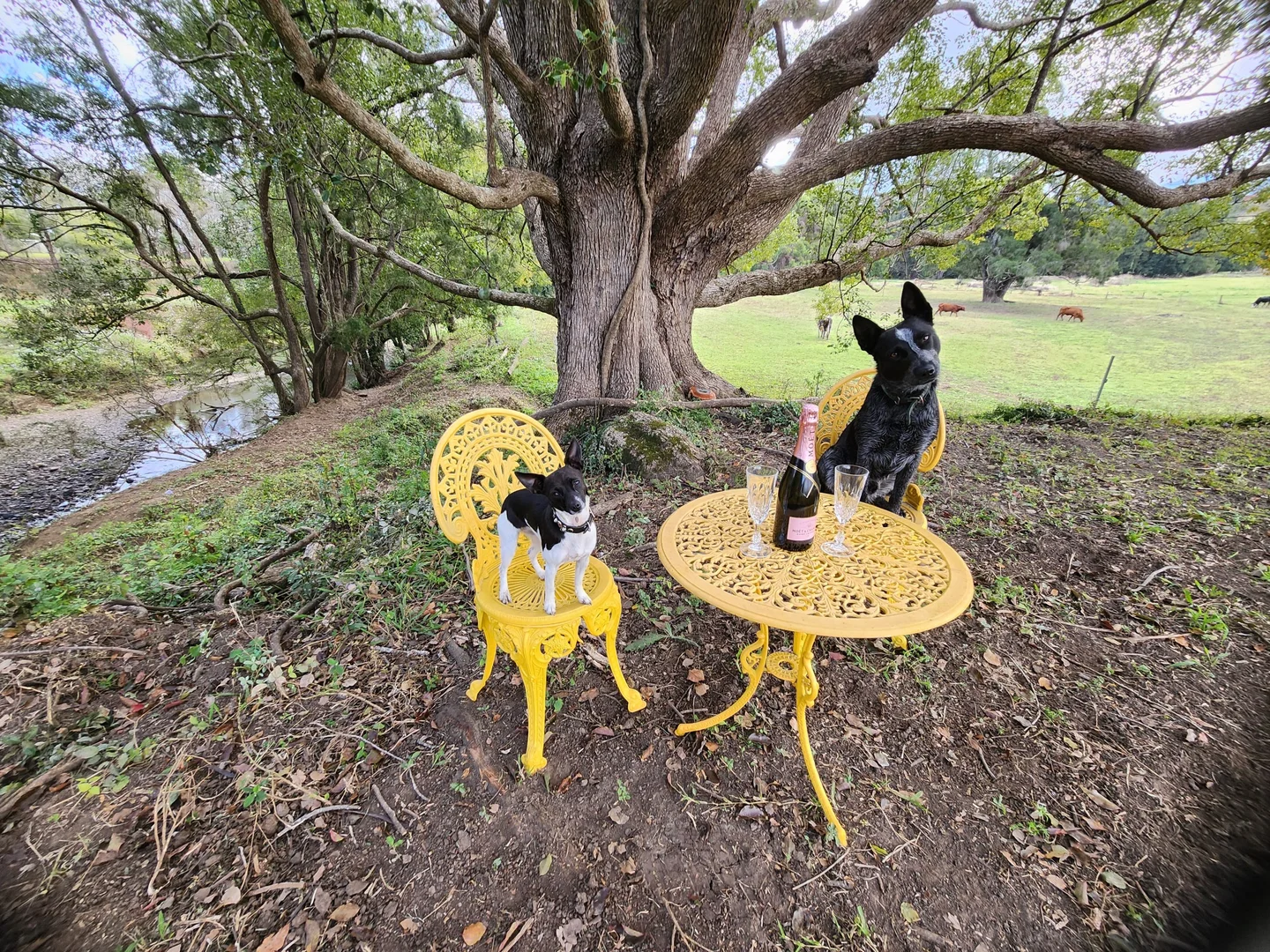 Additional image 30 of 30 Larkins Road, Tyalgum NSW 2484