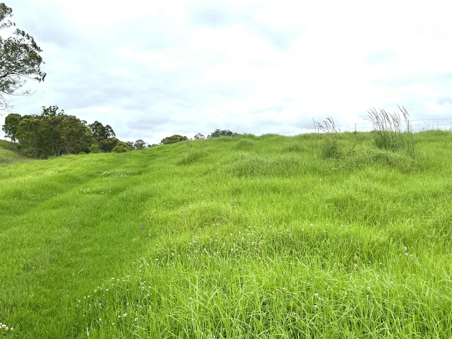 Additional image 11 of 59 Wyndham Road, Wyneden NSW 2474