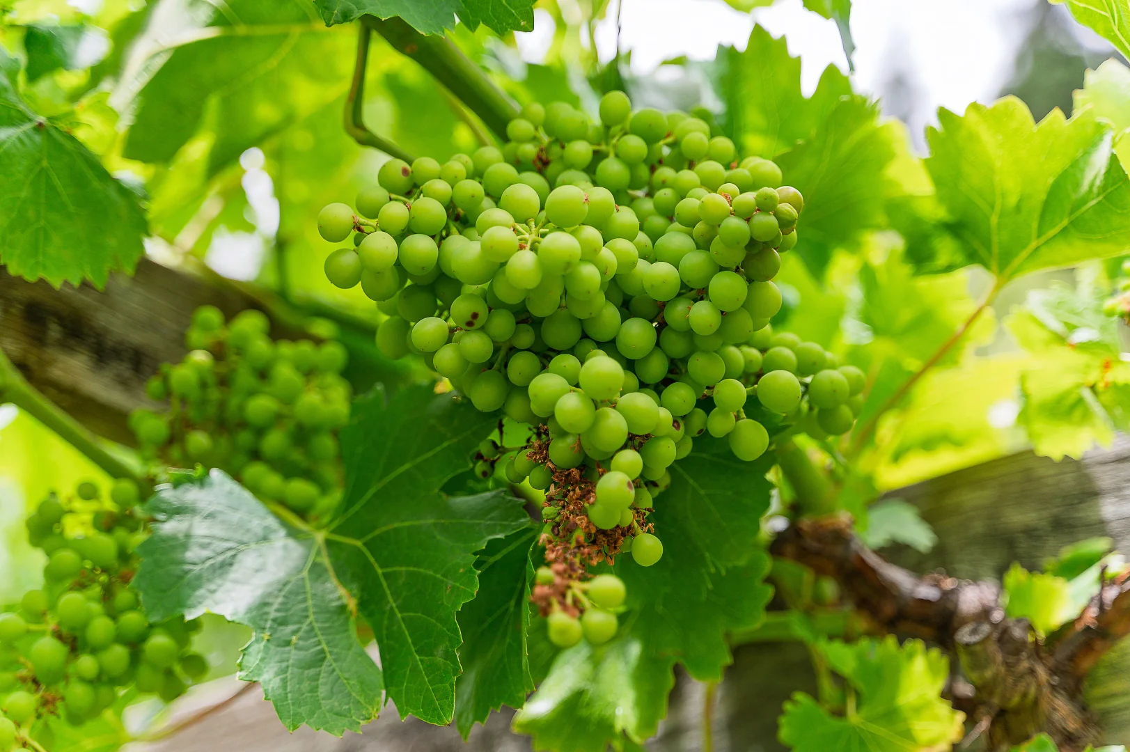 Additional image 29 of 12 Valley Drive, Teringie SA 5072