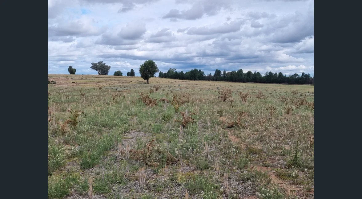 Additional image 16 of Tooraweenah NSW 2817