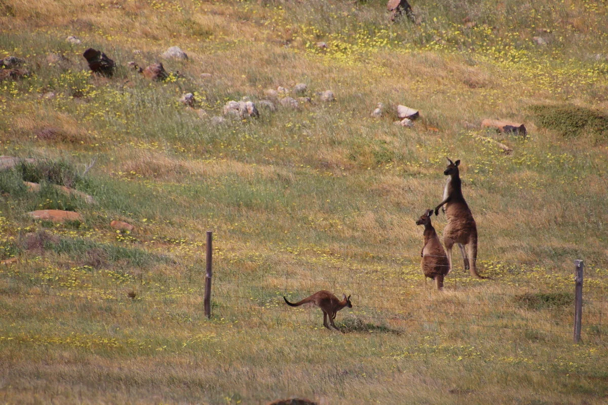 Additional image 21 of 432 Talbot Road, Rockleigh SA 5254