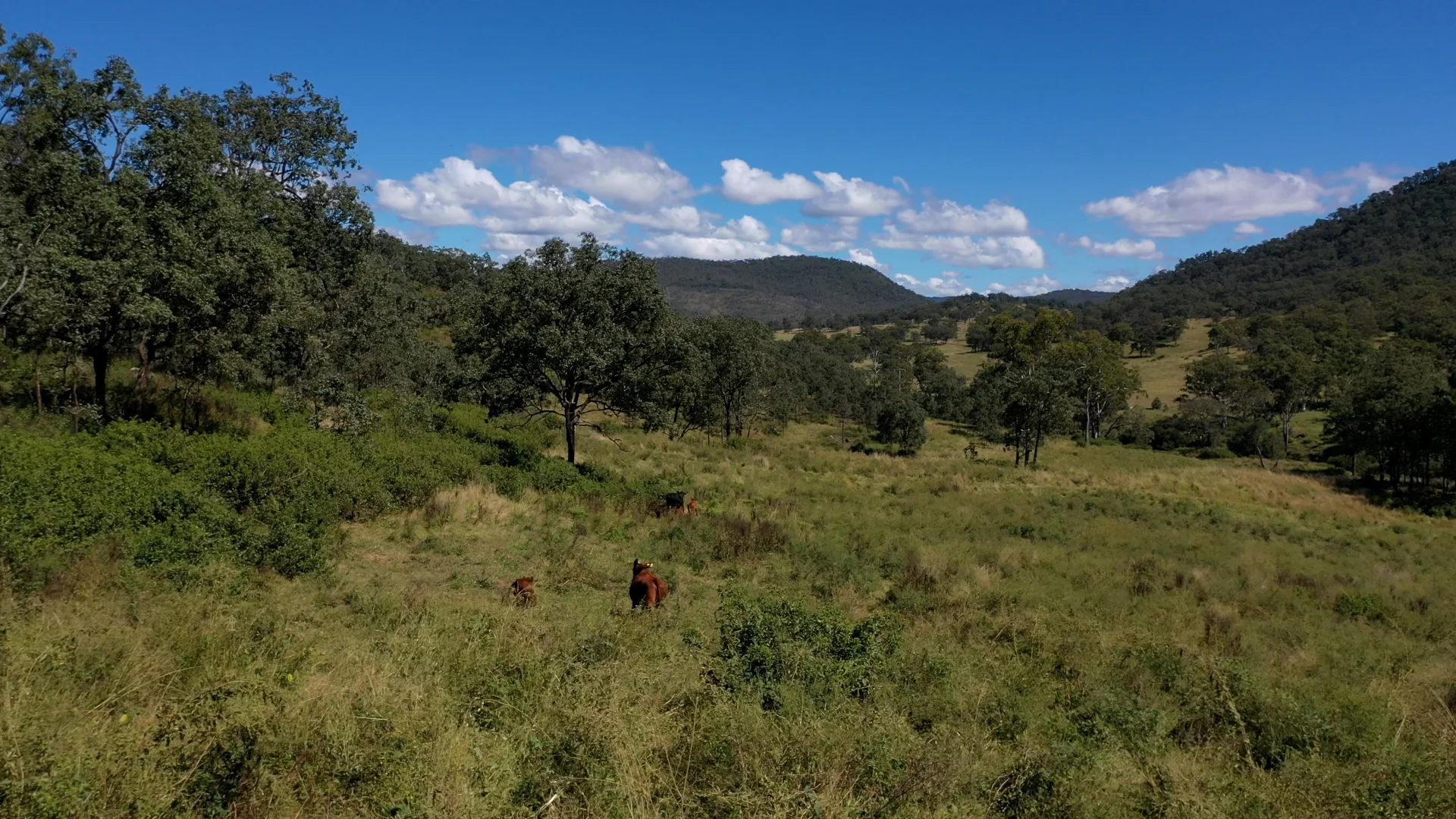 Additional image 6 of 23 Rivertree Road, Tenterfield NSW 2372