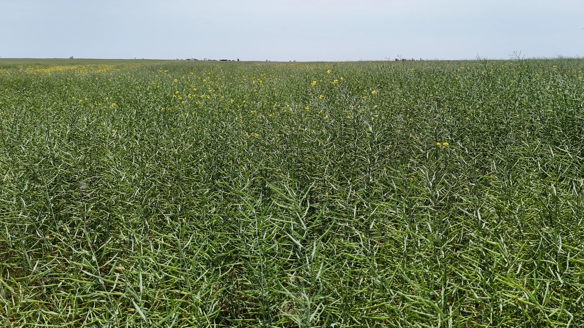 Additional image 6 of 2064 Binnu Road East, Ogilvie WA 6535