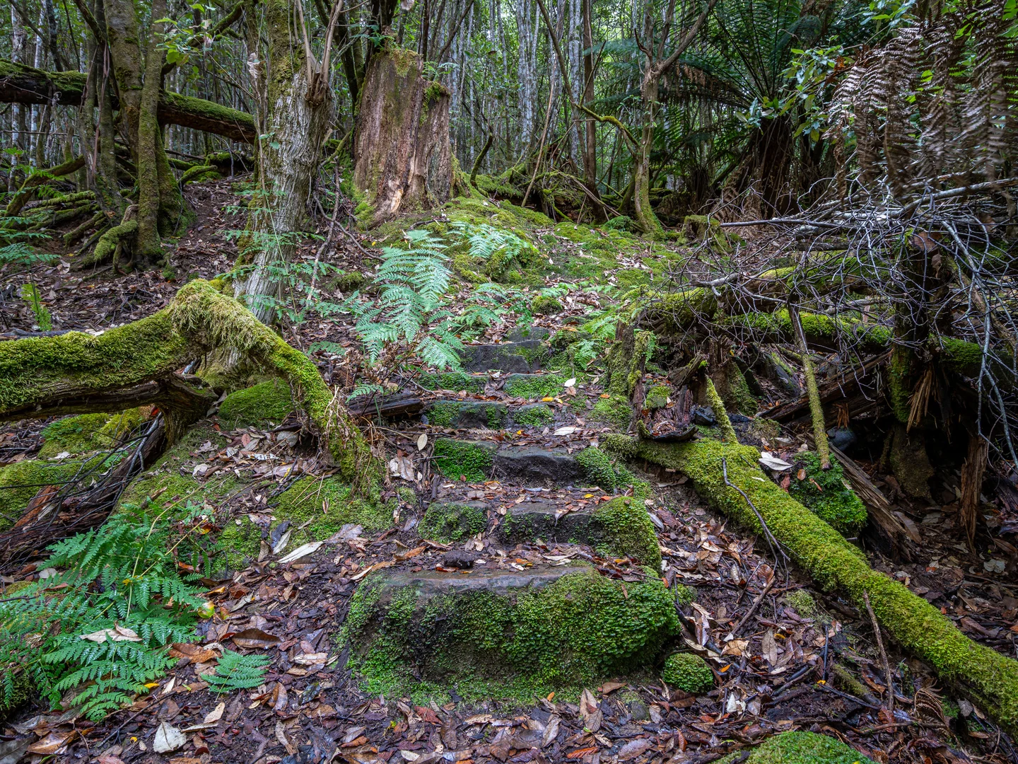 Additional image 32 of 300 Browns Road, Ranelagh TAS 7109