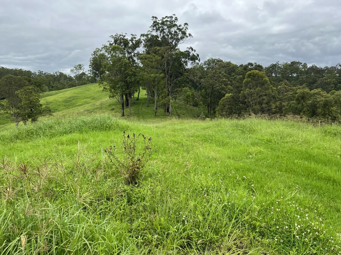 Additional image 18 of 59 Wyndham Road, Wyneden NSW 2474