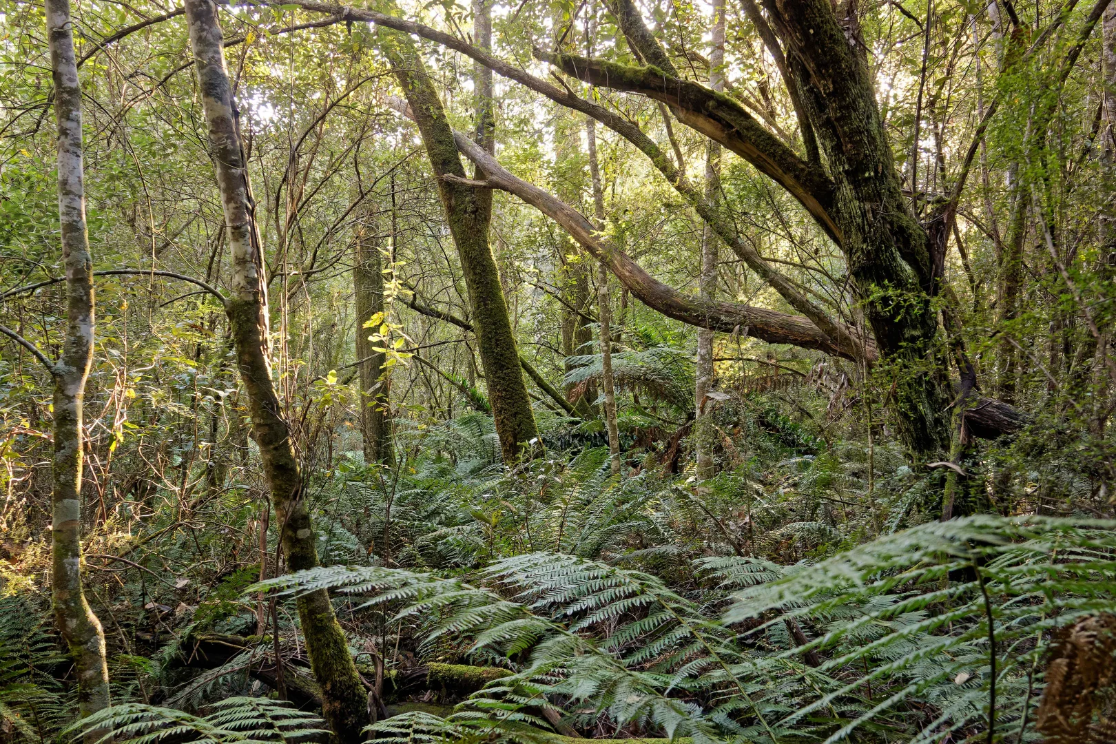 Additional image 7 of Lot 1, 660 Larcombes Road, Reedy Marsh TAS 7304