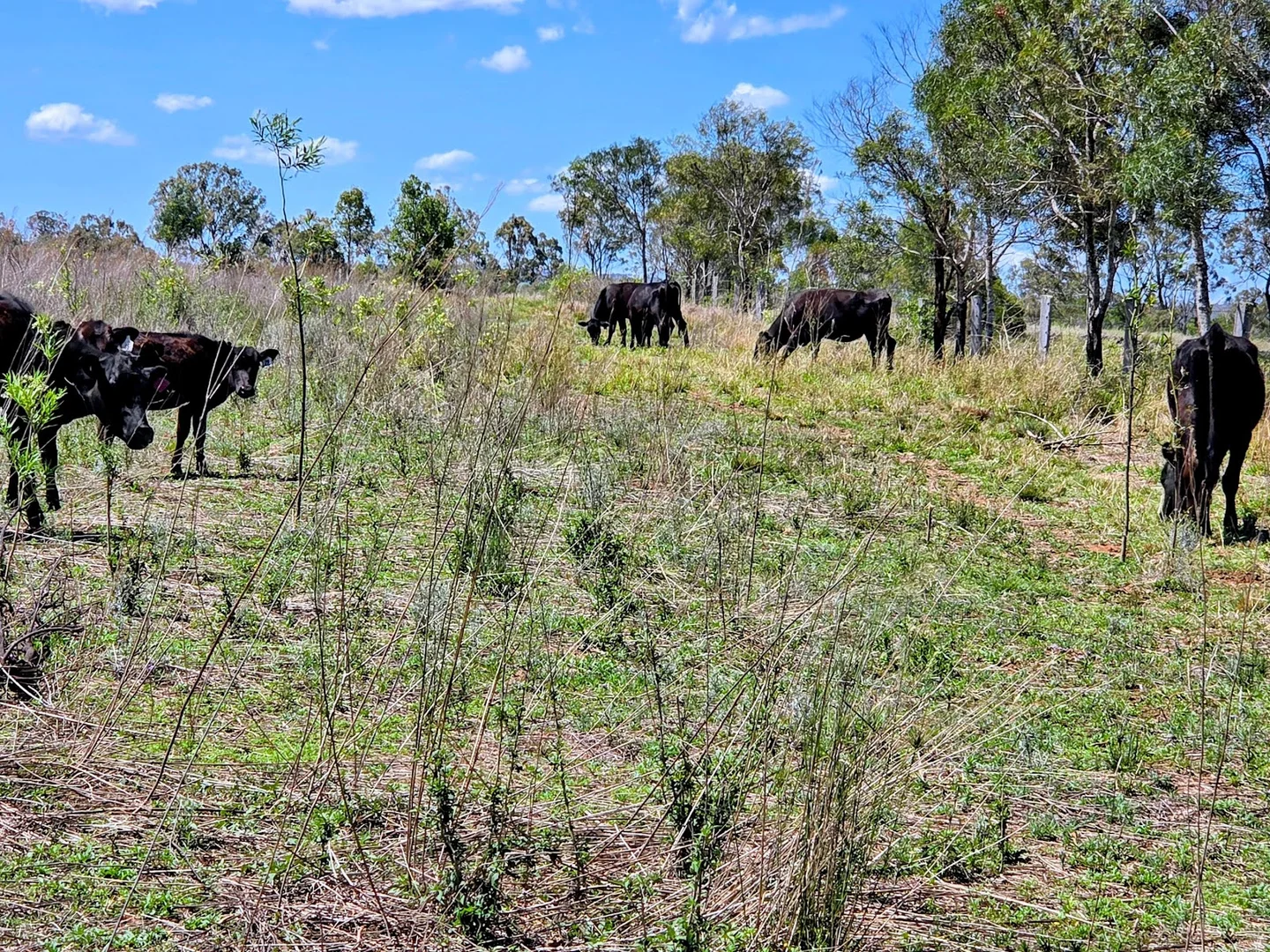 Additional image 28 of 448 Groomsville Road, Geham QLD 4352