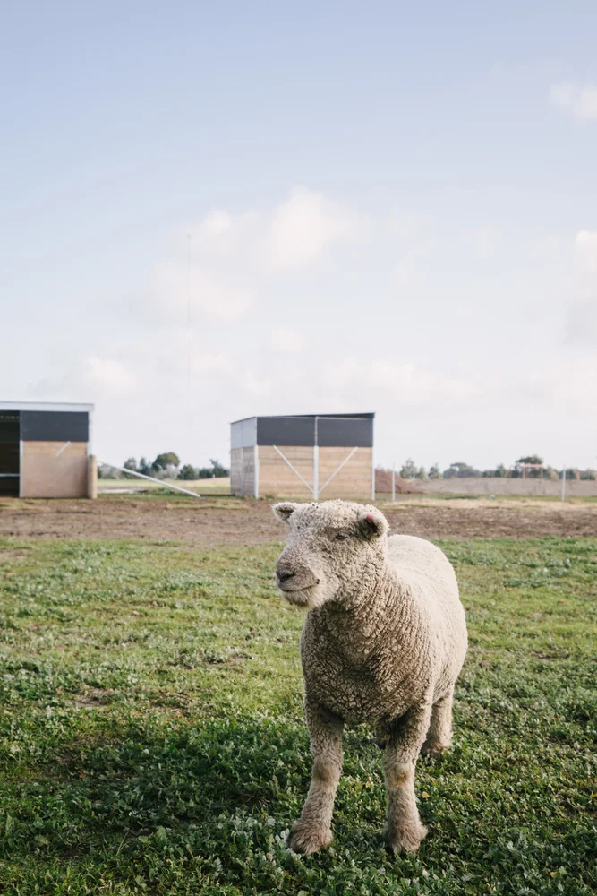 Additional image 13 of 19 Keenen Drive, Leopold VIC 3224