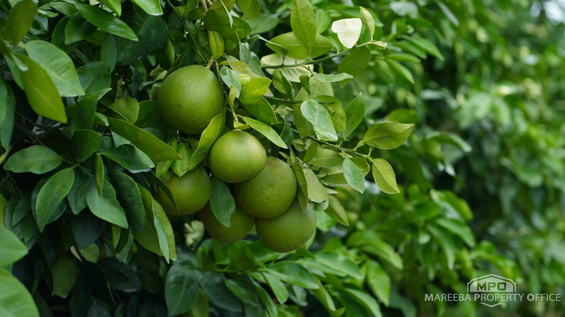 Additional image 19 of 398 Leadingham Road, Dimbulah QLD 4872