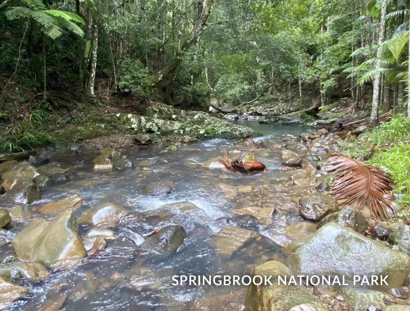 Additional image 35 of 1318 Currumbin Creek Road, Currumbin Valley QLD 4223