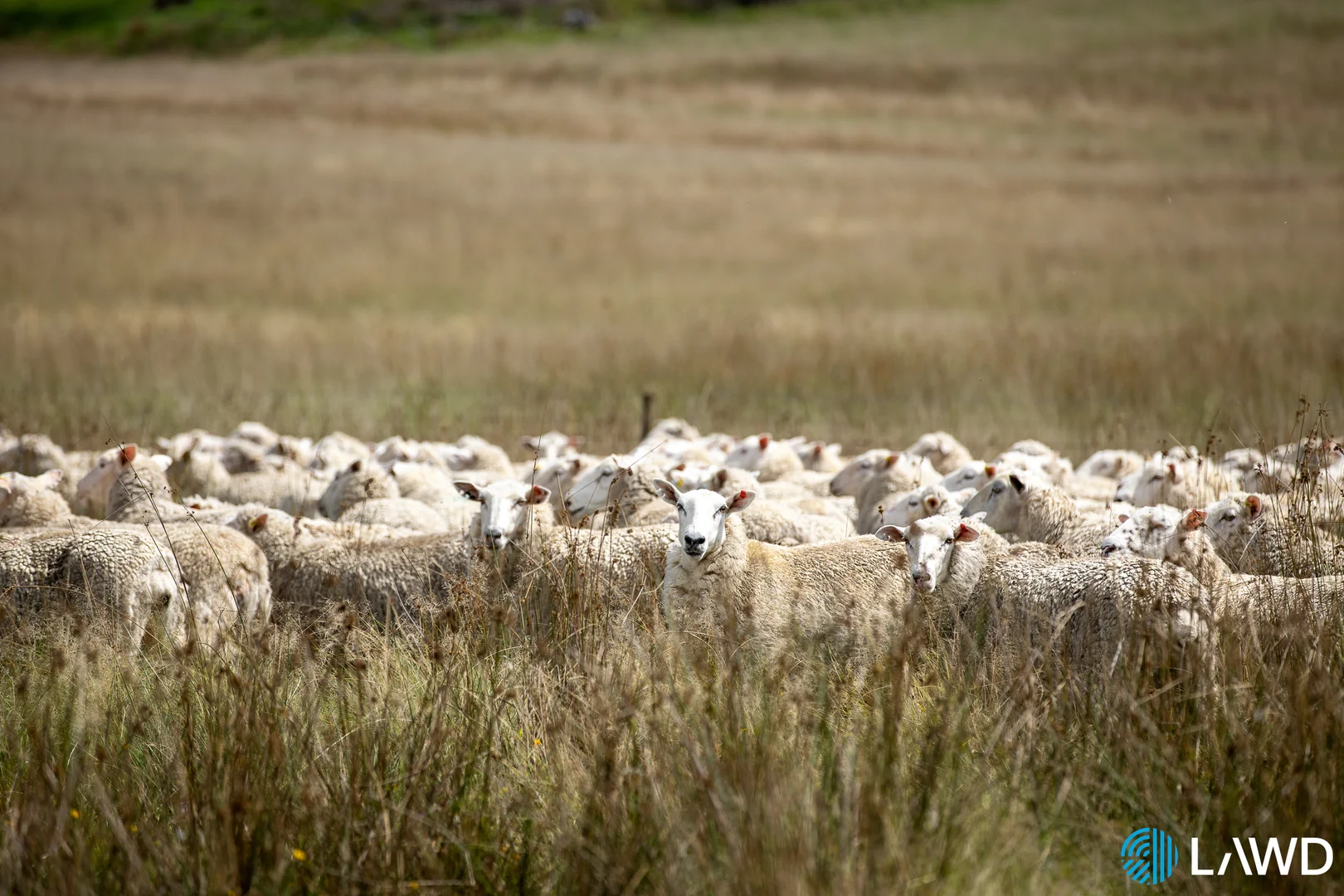 Additional image 16 of Alora-Mia Kellys Road, Armidale NSW 2350