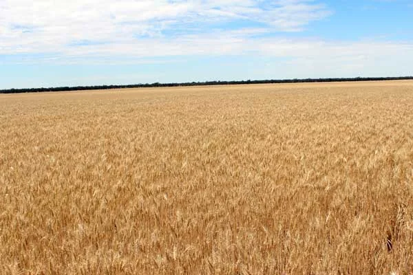 Additional image 3 of 42 Lah Angle Road, Warracknabeal VIC 3393