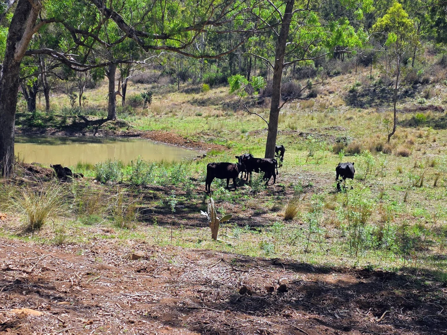 Additional image 29 of 448 Groomsville Road, Geham QLD 4352