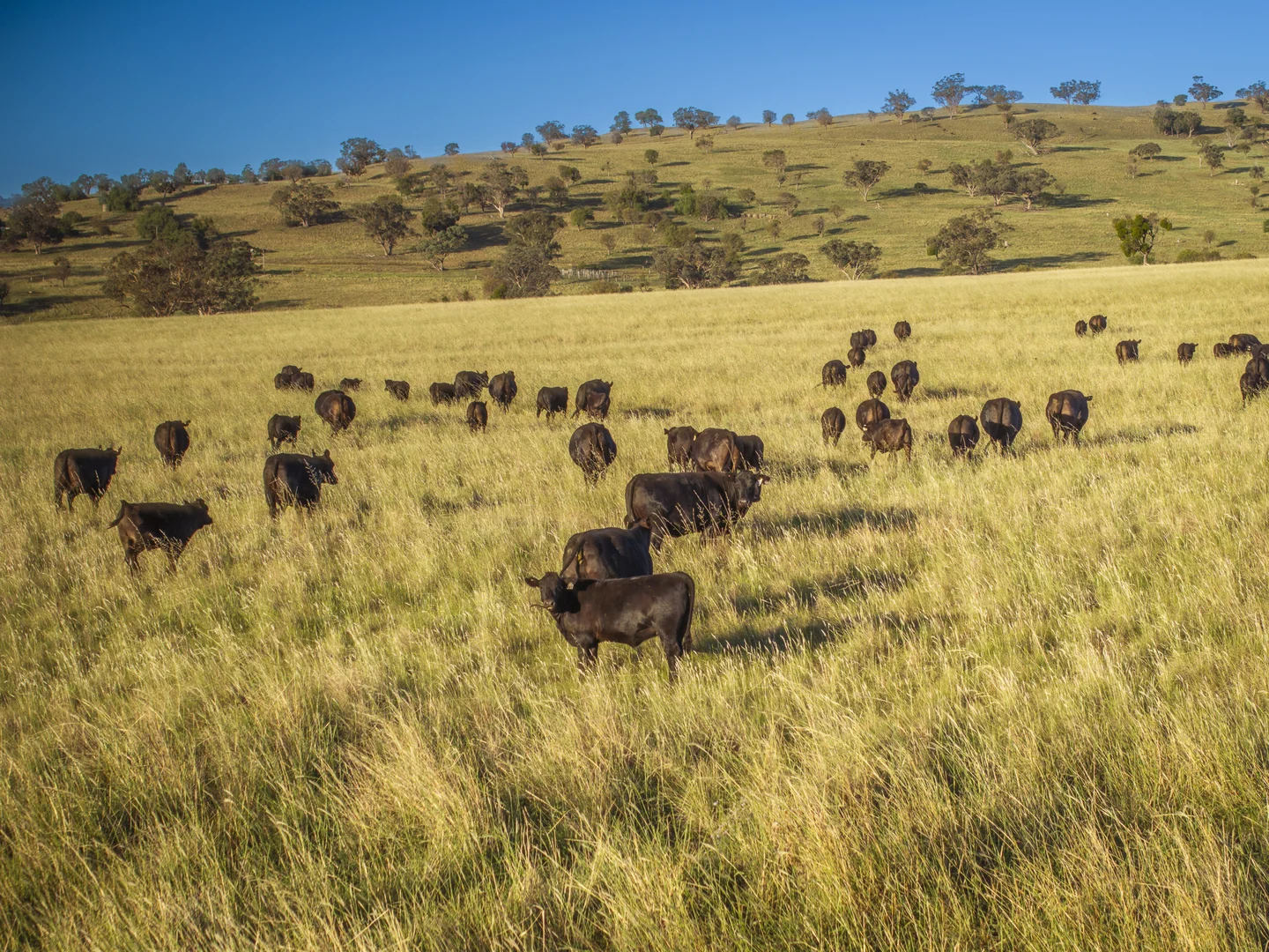 Additional image 4 of 'Mountainside' 250 Mountain Side Road, Coolah NSW 2843