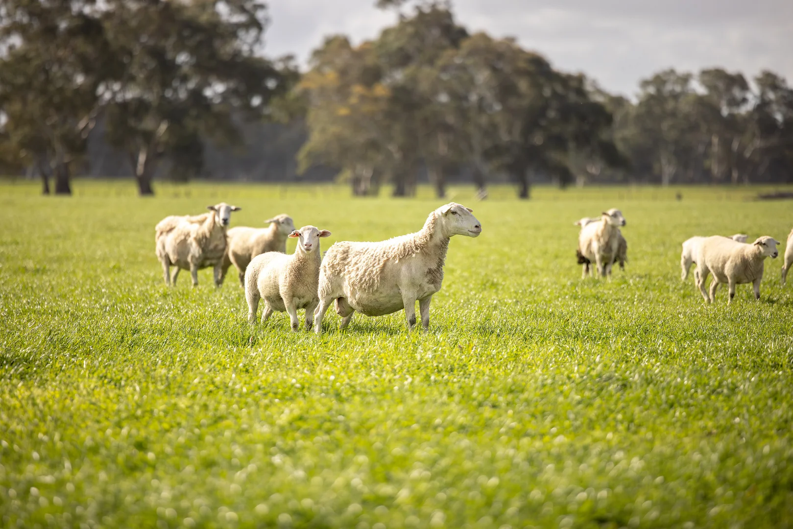 Additional image 13 of 546 Bool Lagoon West Road, Penola SA 5277