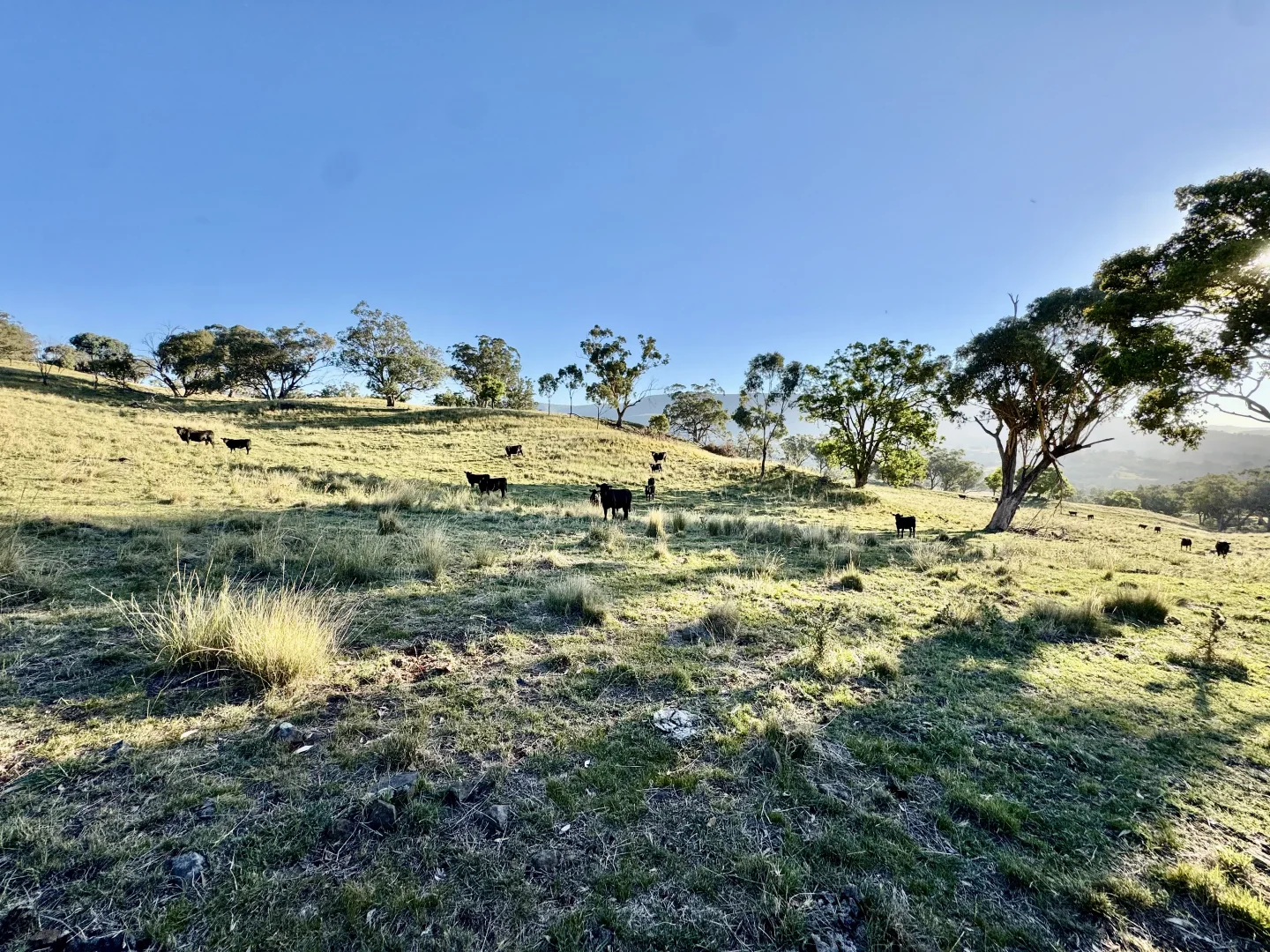 Additional image 11 of "Bindi" 1229 Bundella Creek Road Bundella Via, Quirindi NSW 2343