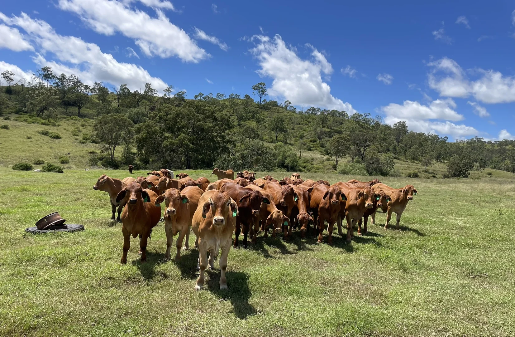 Additional image 9 of 231 Dascombe Road, Coalbank QLD 4352