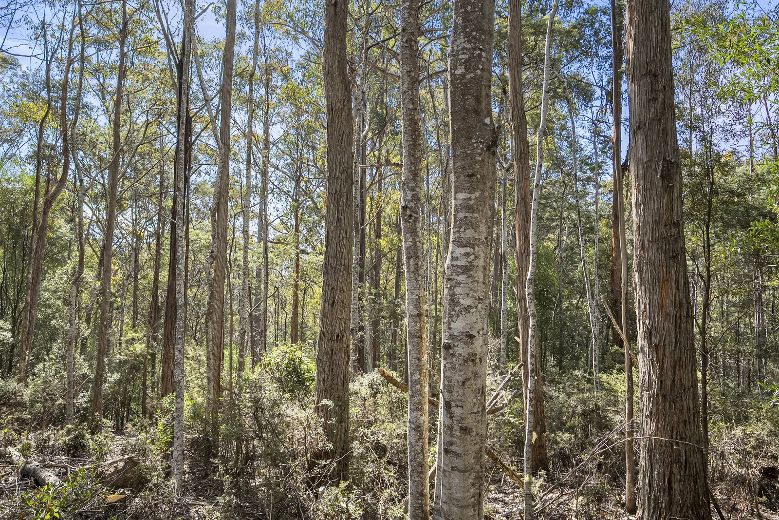 Additional image 7 of 1 Huon Highway, Glendevie TAS 7109