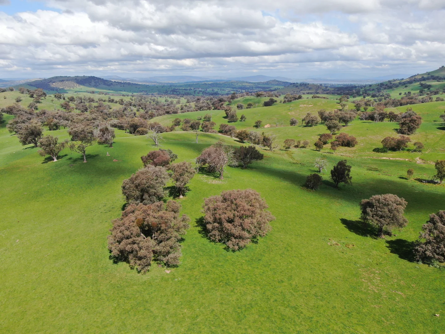 Additional image 10 of Holbrook NSW 2644