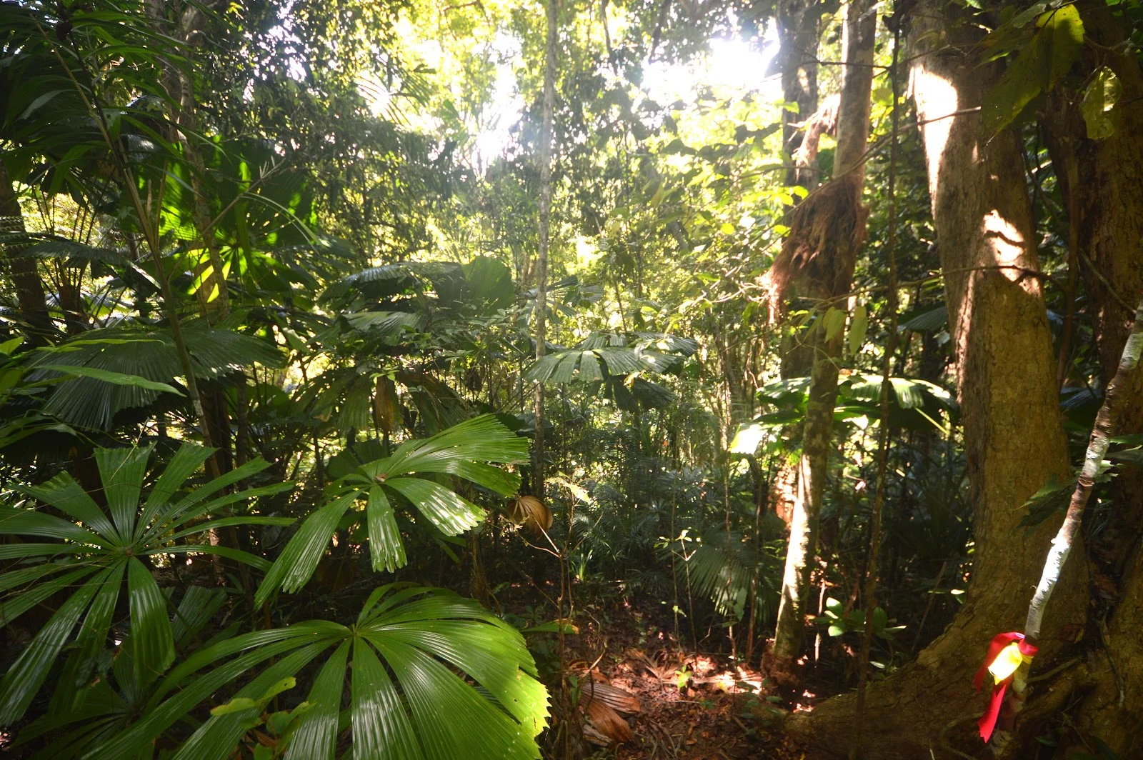 Additional image 14 of 51 Waterfall Place, Jubilee Heights QLD 4860