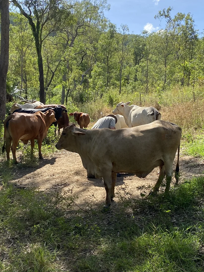 Additional image 11 of 2356 Mulligan Highway, Rossville QLD 4895