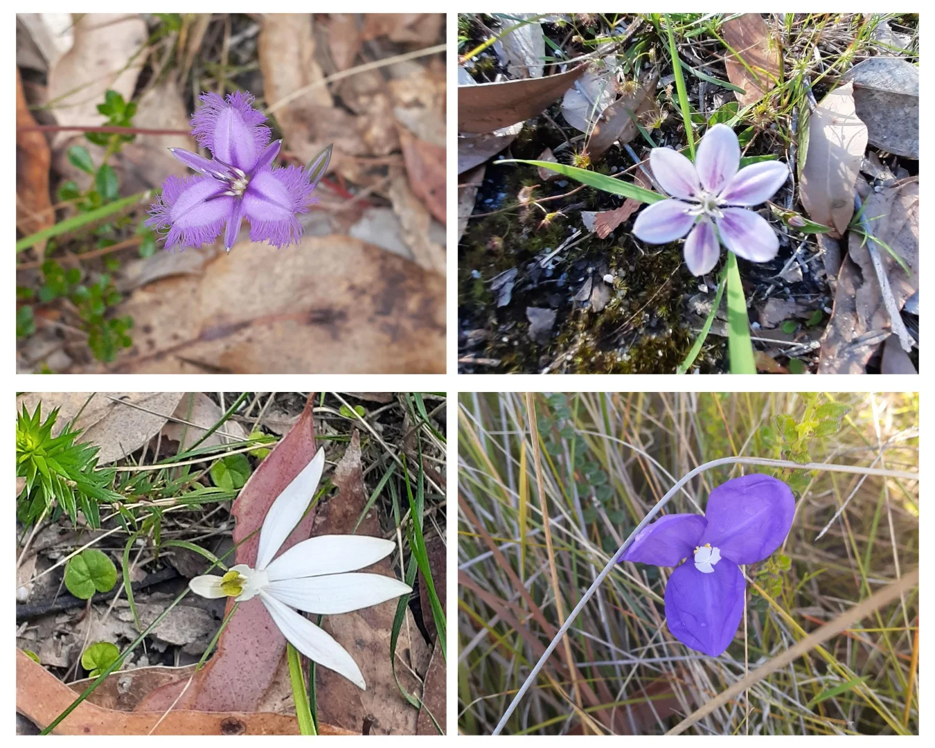 Additional image 32 of 3 Sylvia Court, Mallacoota VIC 3892