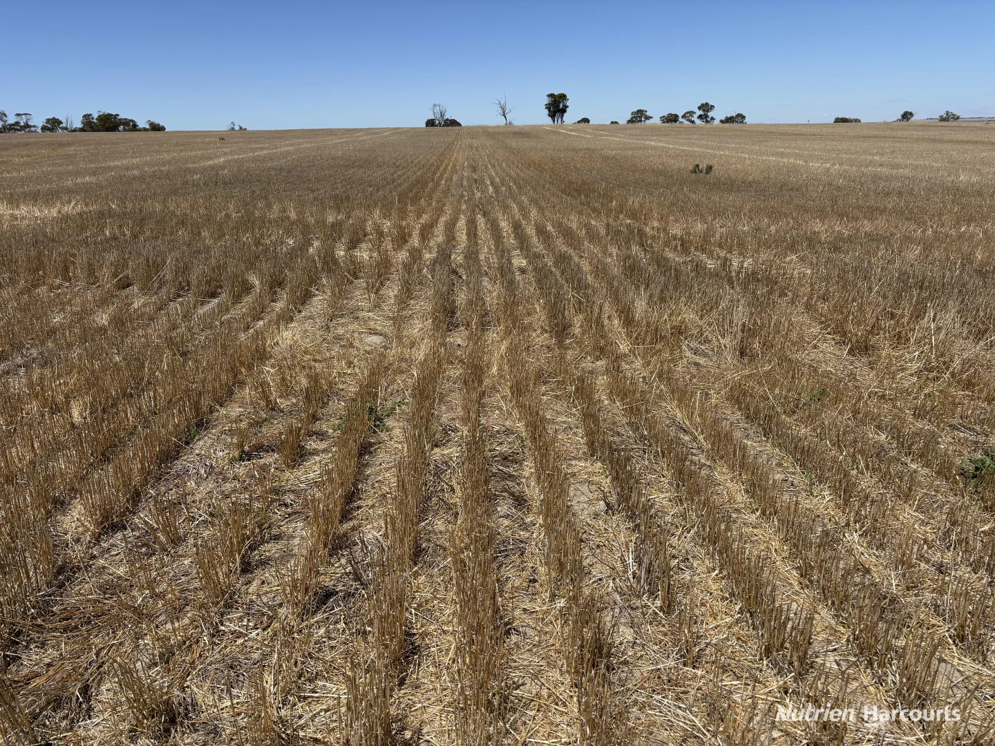 Additional image 4 of . 'Jurocken & Corrylyn', Dowerin WA 6461