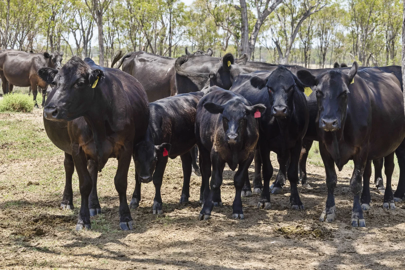 Additional image 27 of 2001 Millmerran Cecil Plains Road, Millmerran QLD 4357
