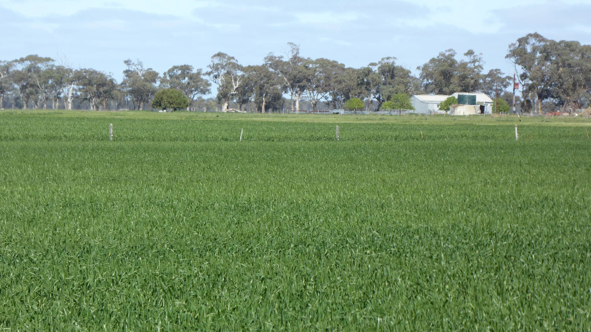 Additional image 9 of 139 Packer Road, Bordertown South SA 5268