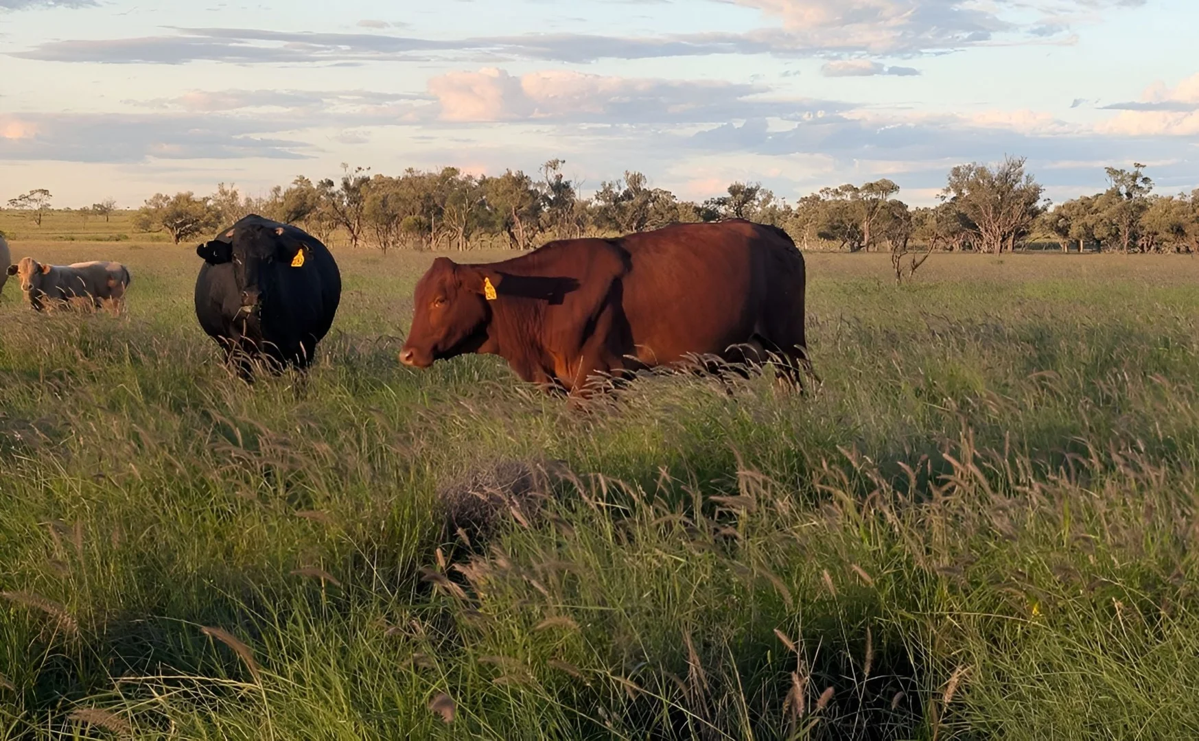 Additional image 5 of 1970 Saltern Creek Road, Barcaldine QLD 4725