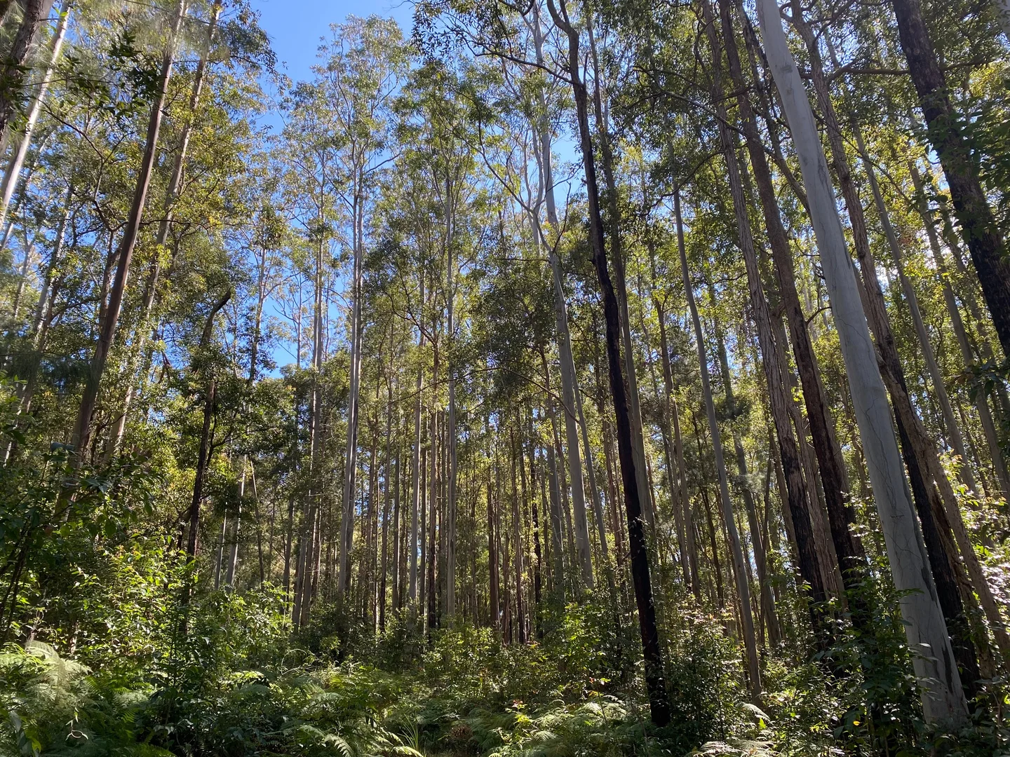 Additional image 4 of 427 Shaws Road, Hollisdale NSW 2446