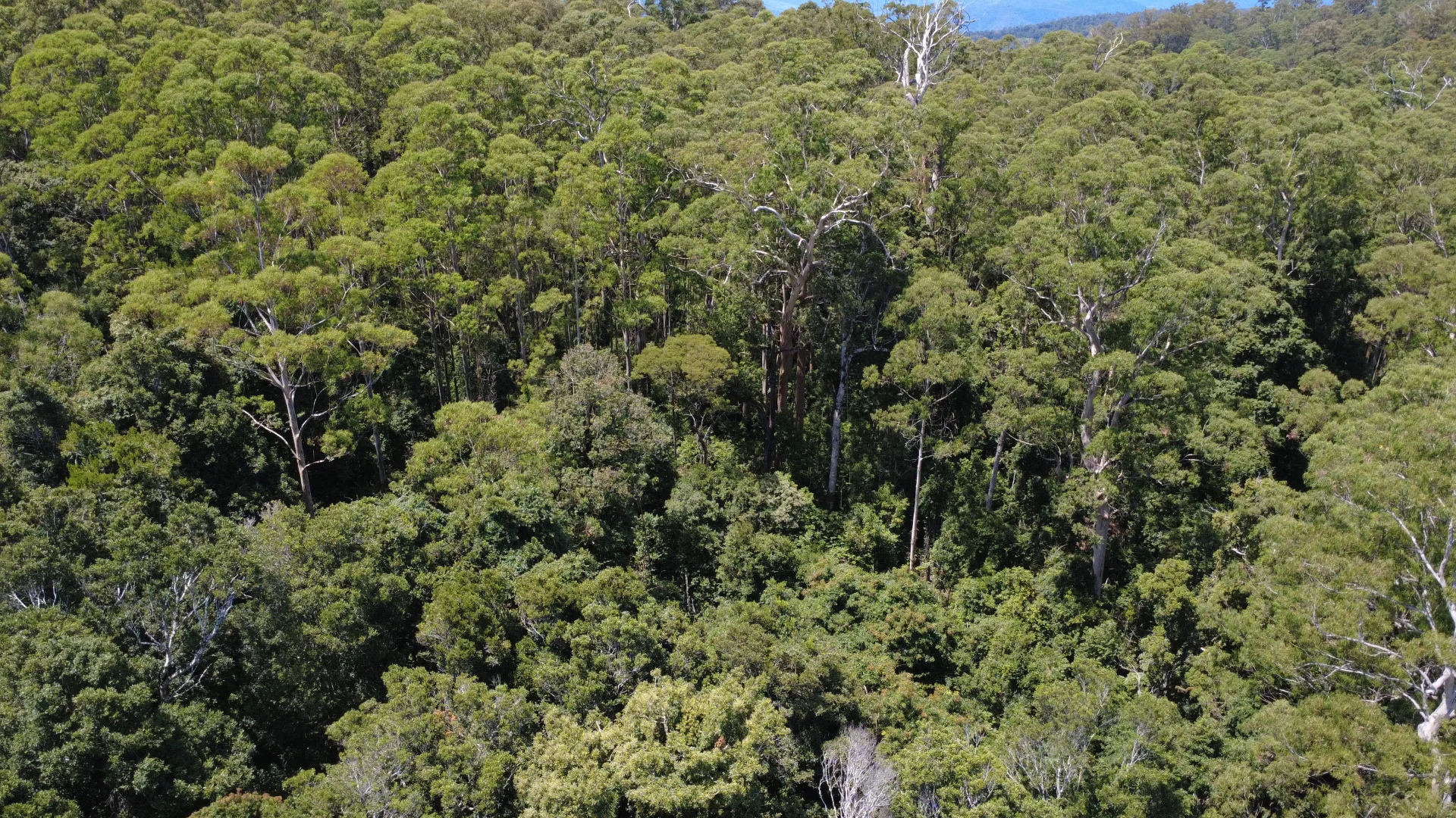 Additional image 20 of Baxters Ridge Road, Gloucester NSW 2422