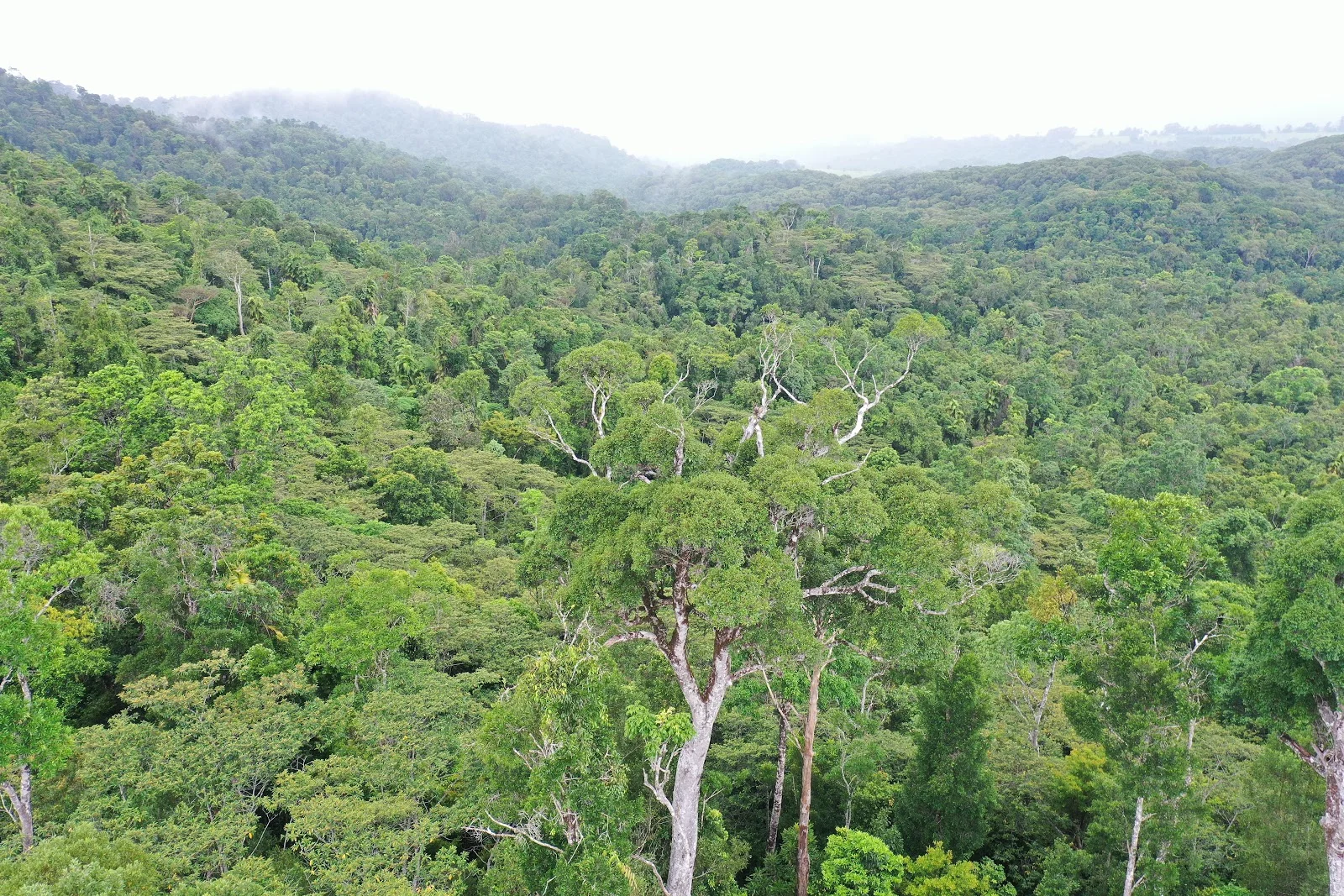 Additional image 19 of Lot 213 Kelly Road, Ellinjaa QLD 4886