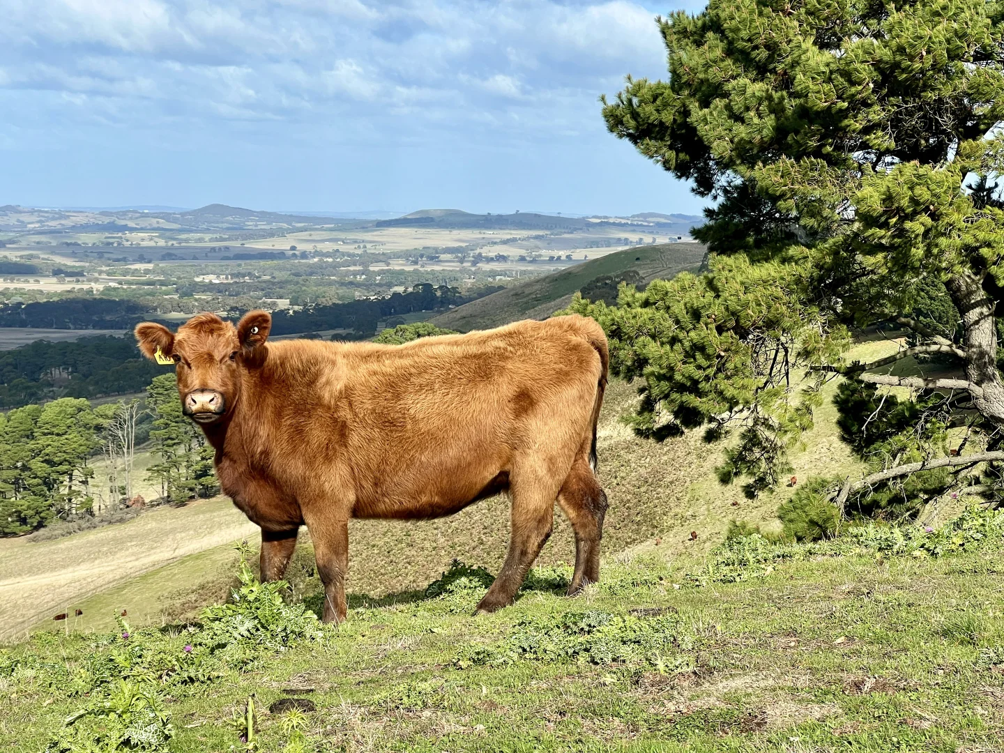 Additional image 23 of Red Gap Road/Fagans Lane, Goldie VIC 3435