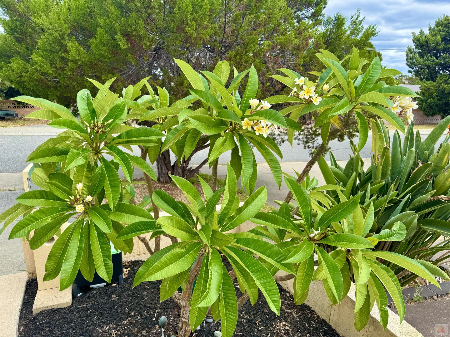 Additional image 3 of 8 Willis Road, Beaconsfield WA 6162