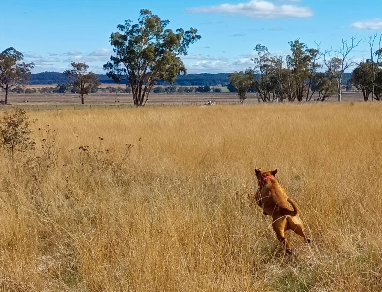 Additional image 2 of 14317 Golden Highway, Dunedoo NSW 2844