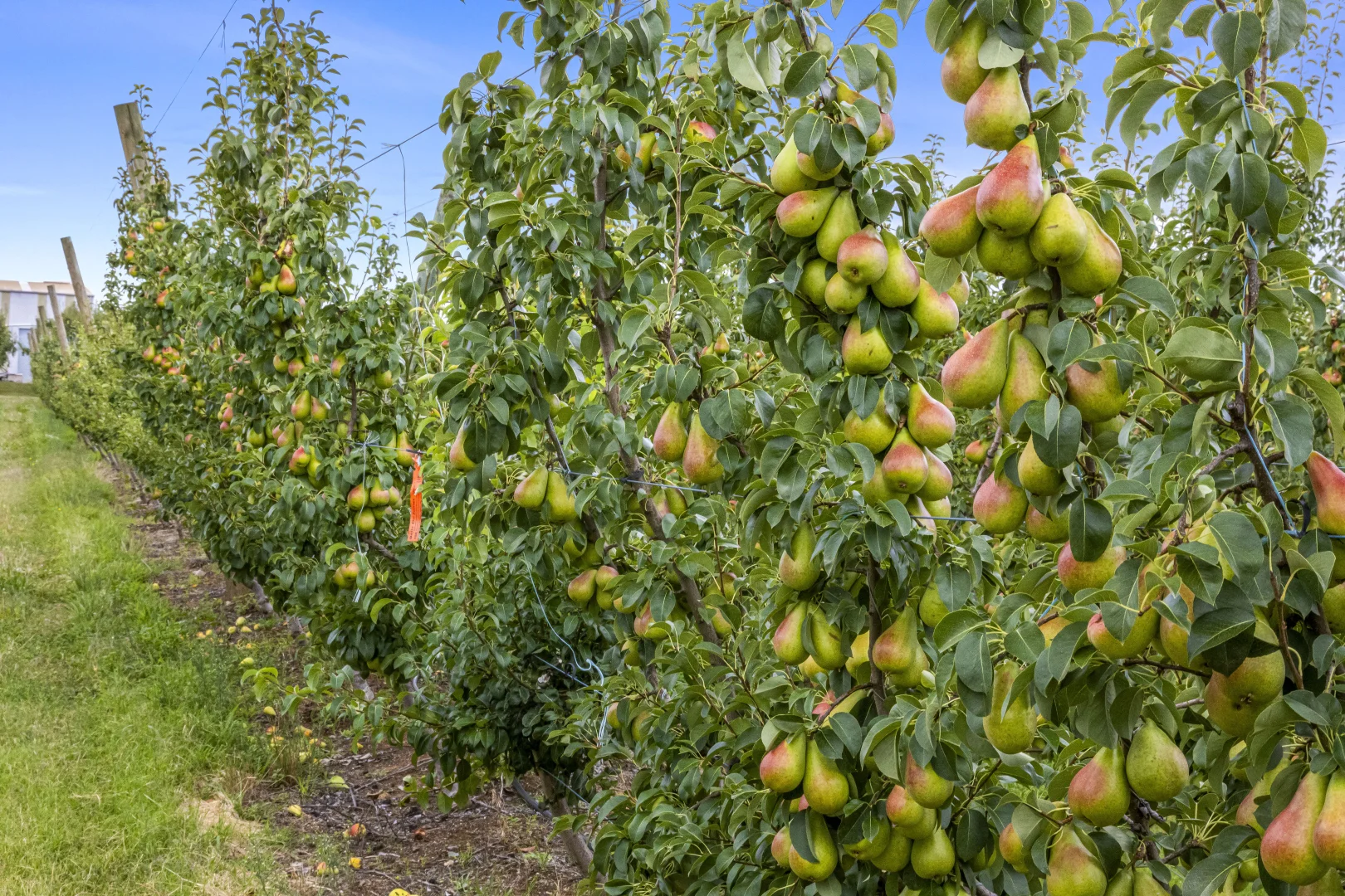 Additional image 19 of 595 Channel Road, Shepparton East VIC 3631