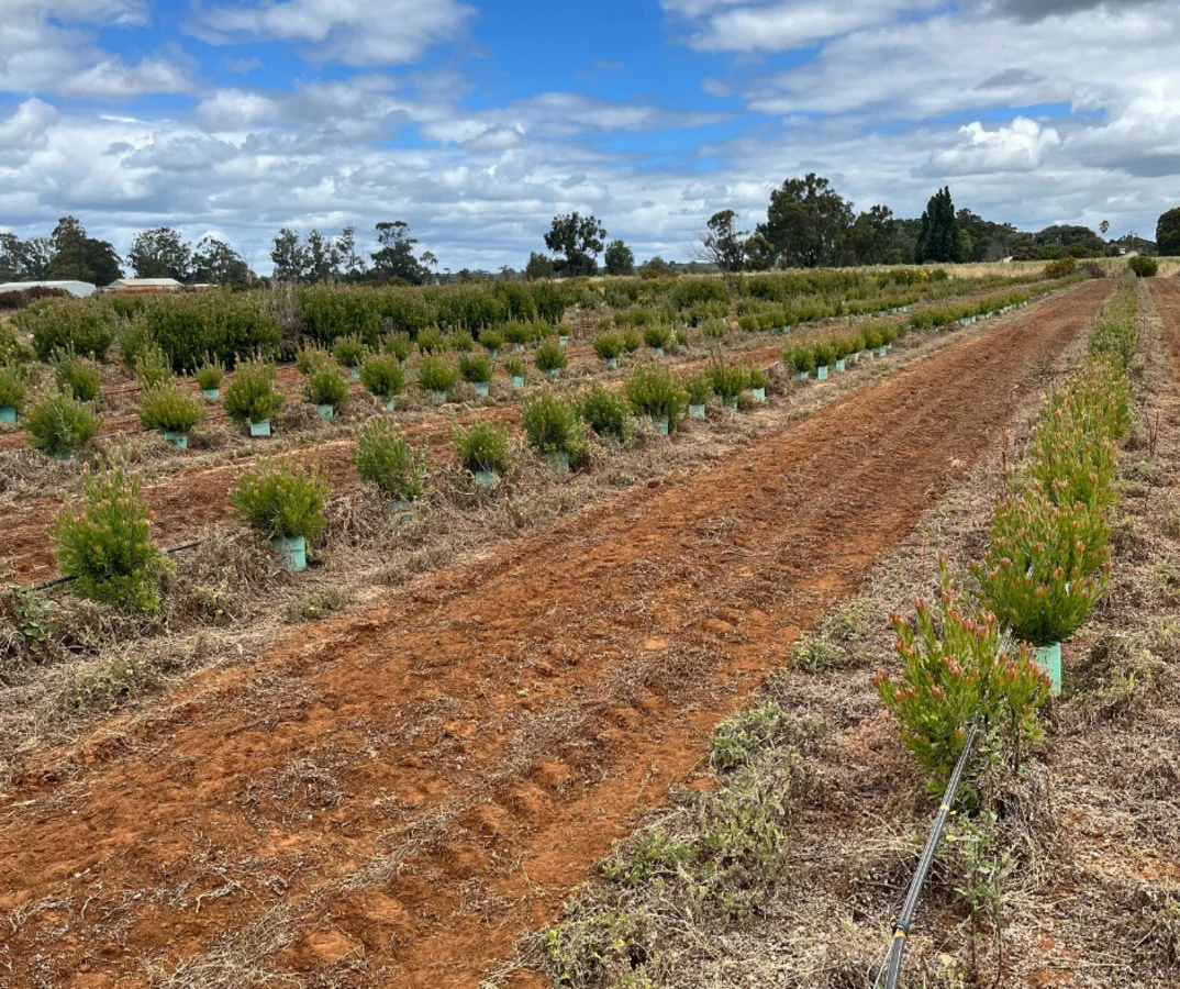 Additional image 37 of 915 Kaloorup Road, Kaloorup WA 6280