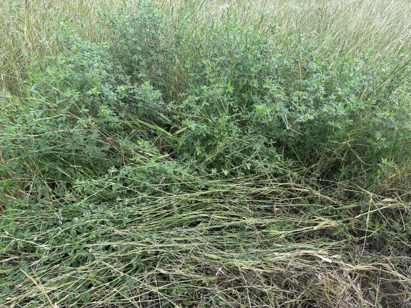 Additional image 30 of 124 Lee Farm Road, Bushley QLD 4702