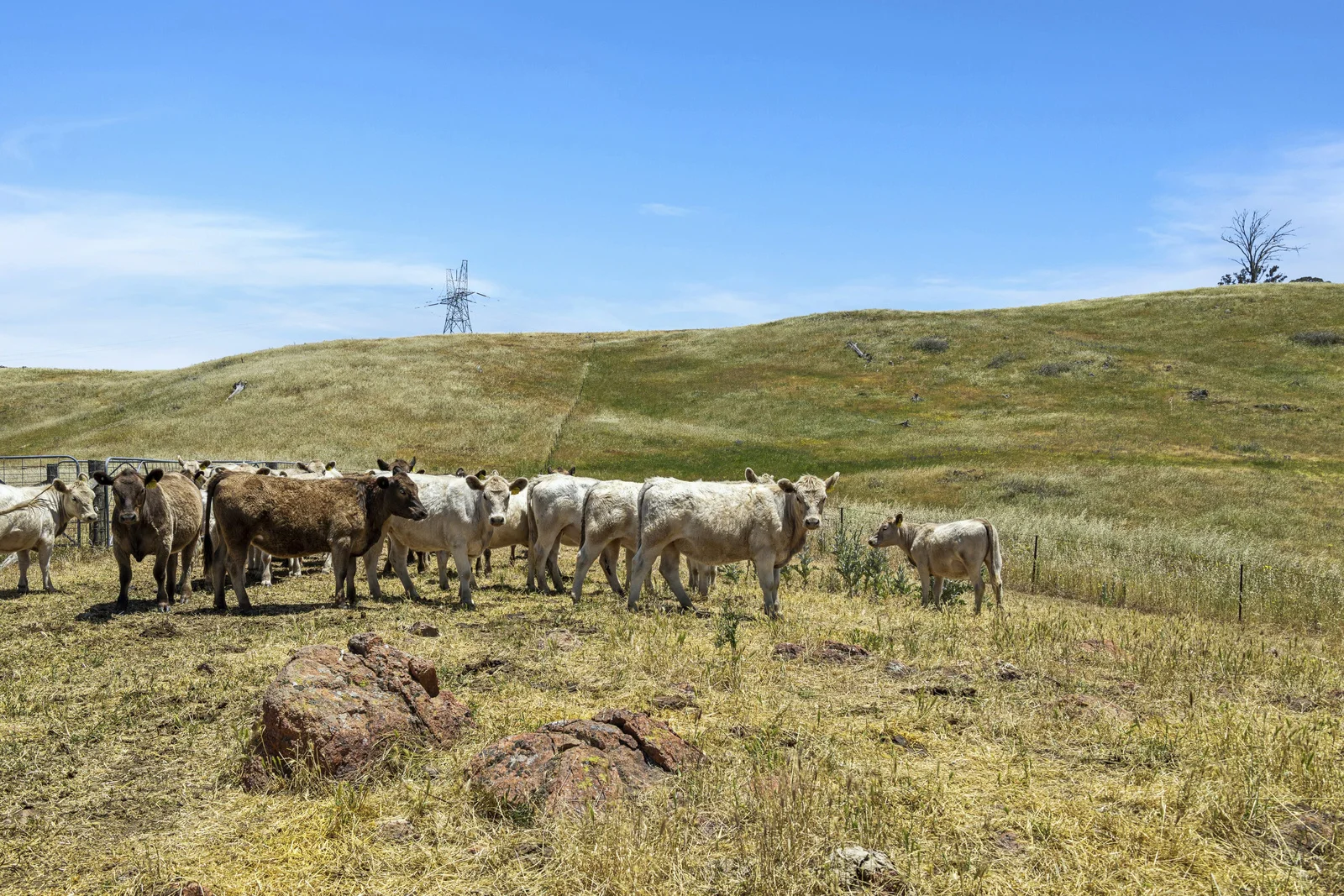 Additional image 15 of Lot 1/414 Horseshoe Rd, Mullion NSW 2582