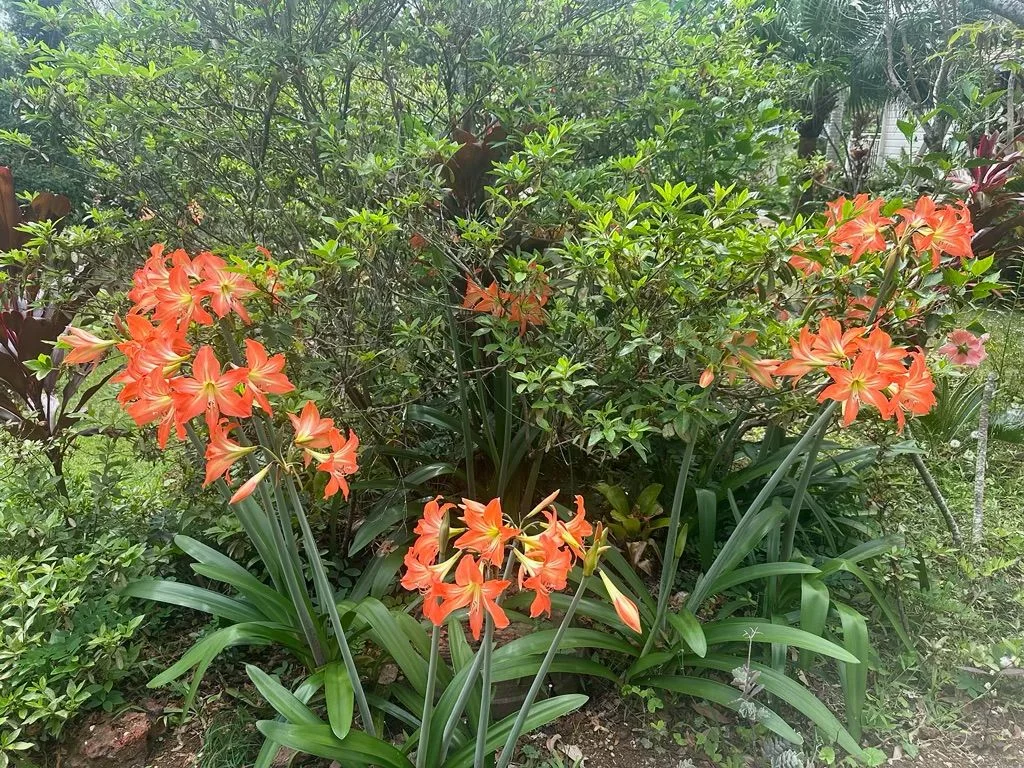 Additional image 20 of 118 LUCAS DRIVE, Lamb Island QLD 4184